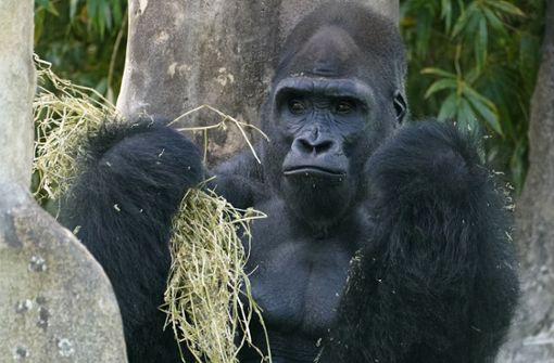 Ein Flachland-Gorilla-Männchen im Zoo von Miami US-Bundesstaat Florida (Symbolbild). Foto: /Wilfredo Lee/AP