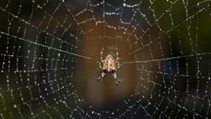 Bei der Spinne handelt es sich um eine heimische Art. (Symbolbild) Foto: AP/JOERG SARBACH