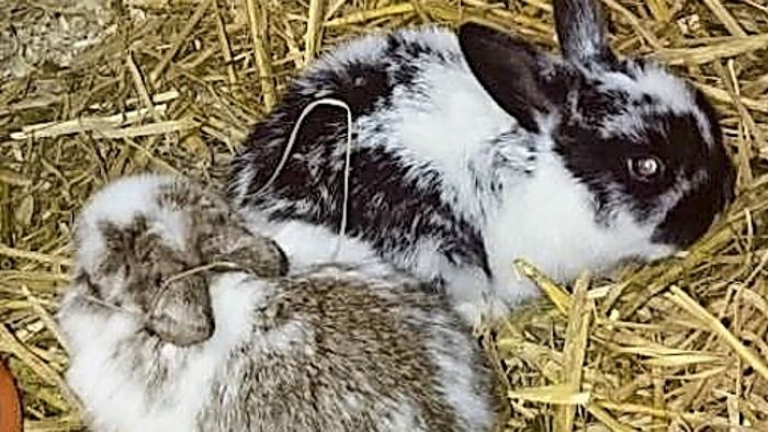 Über 100 Kaninchen suchen neues Zuhause