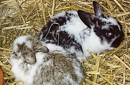 Junge Kaninchen brauchen eine neue Unterkunft Foto: Tierheim Stuttgart