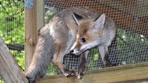 Die Tierrettung Mittlerer Neckar hat wieder Fuchswelpen aufgepäppelt. Die kleinen Rotröcke sind mittlerweile quicklebendig und bereit, in eine Auffangstation umzuziehen. Foto: Iris Koch