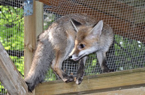 Die Tierrettung Mittlerer Neckar hat wieder Fuchswelpen aufgepäppelt. Die kleinen Rotröcke sind mittlerweile quicklebendig und bereit, in eine Auffangstation umzuziehen. Foto: Iris Koch