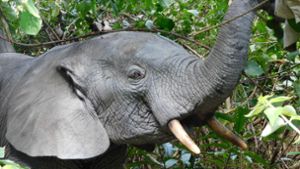 Ungefähr hundert Elefanten werden täglich der Gier nach Elfenbein zum Opfer. Foto: dpa/Elreco