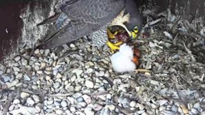 Falkenmama Perenelle füttert ihre   kleinen Federknäuel. Foto: Naturschutzbund