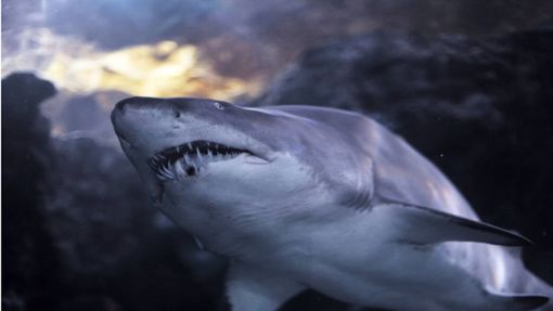 Laut einer Untersuchung soll es sich wahrscheinlich um einen Bullenhai gehandelt haben (Symbolbild). Foto: IMAGO/YAY Images/IMAGO/cynoclub