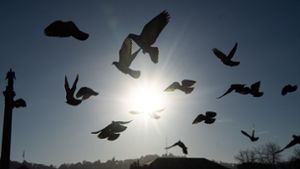 In Niedersachsen sind mehrere Tauben von einer Drohne verletzt worden. Foto: dpa
