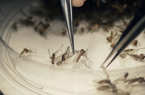 Besonders für Schwangere ist eine Zika-Infektion gefährlich. Foto: AP
