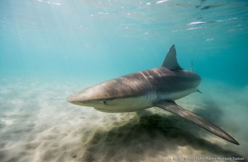 Vor der Küste der Pazifikinselgruppe Französisch-Polynesien kam es zu einem Hai-Angriff. (Symbolbild) Foto: dpa/Hagai Nativ