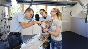 Wolfgang Sinzinger untersucht einen der ersten Patienten in der neuen Tierklinik. Foto: Lichtgut/Horst Rudel
