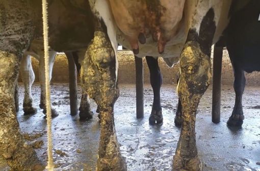 Die Tierrechtsorganisation PETA will auf die elenden Lebensbedingungen von Milchkühen auf einer US-Farm aufmerksam machen. Foto: glomex/Bit Projects News