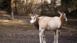 Die Säbelantilope ist in der Wildnis ausgestorben. Foto: dpa