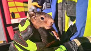 Feuerwehr befreit Eichhörnchen aus Dunstabzugshaube