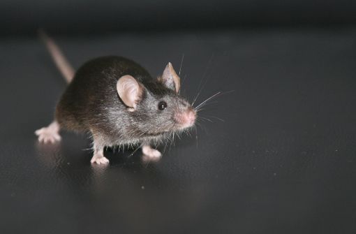 Ihr Appetit auf elektrische Kabel macht die Maus zum Sicherheitsrisiko. Foto: dpa