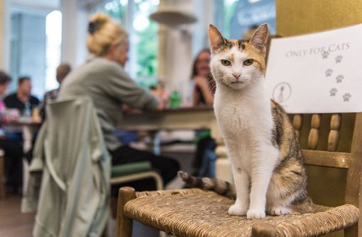 In Hamburgs erstem Katzencafé sind die Tiere die Hauptattraktion. Foto: dpa