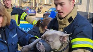 Feuerwehr und Polizei retten eine Bulldogge vor dem Erfrieren. Foto: Feuerwehr Stuttgart