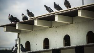 Kritisch beäugen die Tauben, ob bei der Einweihung ihres neuen Schlags in der Kriegsbergstraße alles mit rechten Dingen zugeht      Foto: Lichtgut/Max Kovalenko