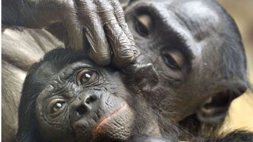 Bonobos: Laut der Weltnaturschutzunion IUCN sind Bonobos stark gefährdet. Die Menschenaffen leben vor allem im tropischen Regenwald der Demokratischen Republik Kongo – Bestand: 15.000 bis 20.000. Foto: dpa