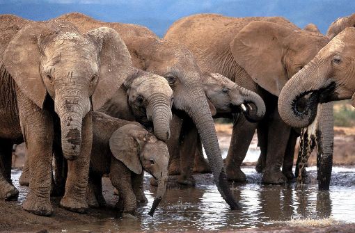 Die amerikanische Regierung hat es amerikanischen Großwildjägern wieder erlaubt, Trophäen der von ihnen in Sambia und Simbabwe erlegten Elefanten in die USA einzuführen Foto: EPA