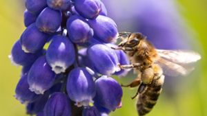 Bienen sind auch als Bestäuber von Nutzpflanzen wichtig für die Nahrungsmittelversorgung. Foto: dpa