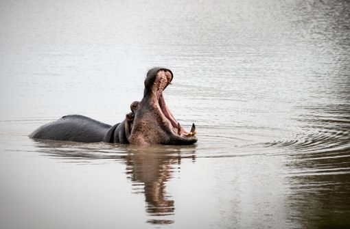 Flusspferde sind äußerst aggressiv. (Symbolfoto) Foto: imago images/Greatstock/GRAHAM DE LACY