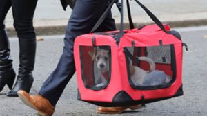 Der Terrierwelpe von Boris Johnson kam am Montag in der Downing Street 10 an. Foto: AFP