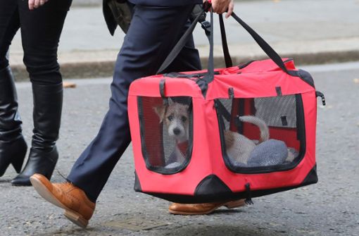Der Terrierwelpe von Boris Johnson kam am Montag in der Downing Street 10 an. Foto: AFP