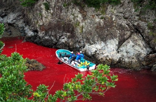 Japanische Fischer schlachten Delfine ab, das Wasser ist rot vom Blut der Tiere gefärbt.  Foto: dpa