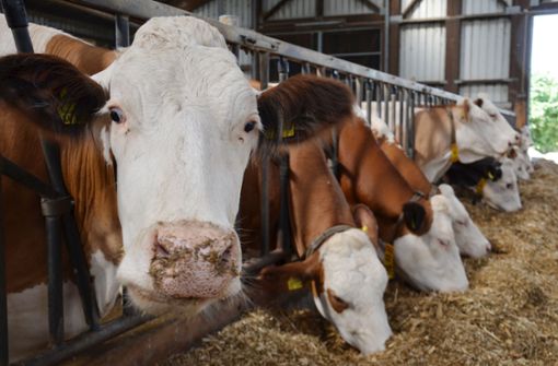 Gehört die Haltung von Milchkühen in Baden-Württemberg bald der Vergangenheit an? Der aktuell niedrige Milchpreis setzt Landwirte unter Druck. Foto: dpa