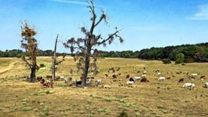 Rekordsommer oder Horrorjahr – auf jeden Fall Folge des Klimawandels: Diese Kühe  stehen nicht in einer Savanne in Afrika, sondern auf einer ausgetrockneten Weide in Sachsen-Anhalt. Foto: dpa