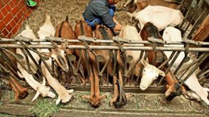 Zecken traktieren nicht nur den Menschen, sondern auch Nutztiere wie etwa Ziegen und Schafe. Foto: Gottfried Stoppel, Adobe Stock/Brad Pict