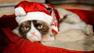 Kann man es mit Weihnachtsn übertreiben? Diese Katze sagt ja. Foto: dpa