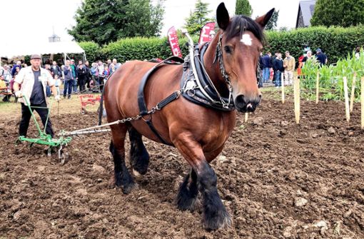 Auf der Landwirtschaftsmesse im belgischen Libramont wird auch gezeigt, wie früher die Felder beackert wurden. Heute setzen die Bauern allerdings auf wesentlich mehr Pferdestärken. Foto: Krohn/Krohn