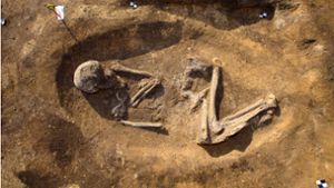 Das Skelett  eines 35 bis 40 Jahre alten Mannes ist auf dem Eulenberg in Magdeburg in einem rund 6000 Jahre Hockergrab zu aus der späten Steinzeit sehen. Foto: dpa/Klaus-Dietmar Gabbert