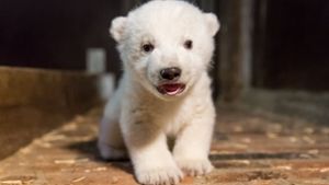 Seine Freunde dürfen den kleinen Eisbären nun Fritz nennen. Foto: Tierpark Berlin/dpa