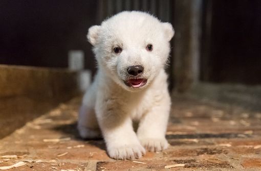 Seine Freunde dürfen den kleinen Eisbären nun Fritz nennen. Foto: Tierpark Berlin/dpa