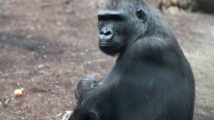 Das Gorilla-Weibchen Dian musste eingeschläfert werden. (Archivbild aus dem Jahr 2011) Foto: imago stock&people/imago stock&people