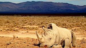 Ein Rhinozeros in einem Reservat in Südafrika: Wilderer bedrohen den Bestand der Tiere. Foto: AFP