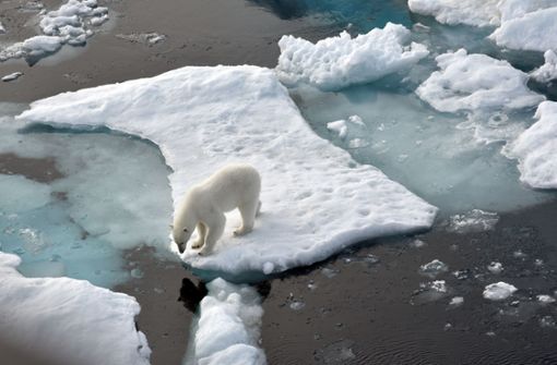 Das Eis in der Arktis schmilzt schneller – viele Eisbären verlieren damit Jagd- und Lebensraum. Foto: dpa/Ulf Mauder