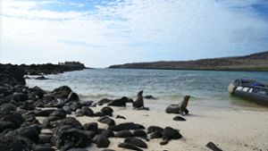 Abgelegene Tierwelt im Pazifik: die Galapagosinseln Foto: Bettina/d