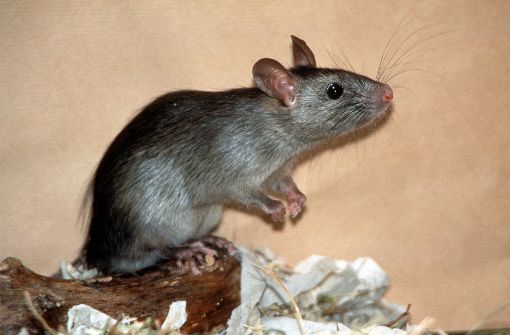 Eine Ratte soll den Kurzschluss in einer Umspannstation verursacht haben. Foto:  
