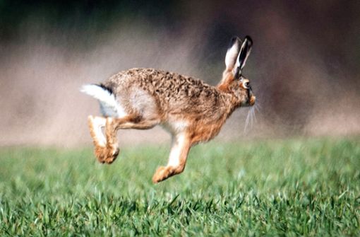 Feldhasen  und Kaninchen sind am stärksten von der Krankheit betroffen. Foto: dpa/Boris Roessler