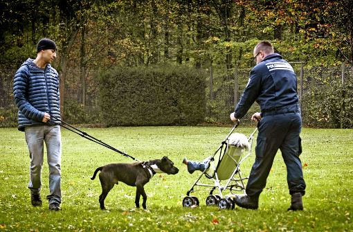 Eine der Aufgaben: Wie verhält sich der Hund gegenüber Kindern. Foto: Lichtgut/Achim Zweygarth
