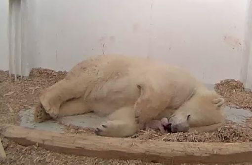 Das Eisbär-Baby fühlt sich wohl bei seiner Mutter. Foto: Tierpark Berlin