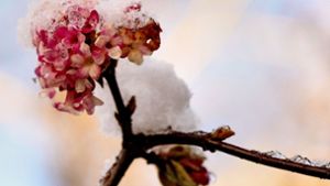 Der Duftende Schneeball verströmt vanilleartigen Geruch. Noch mehr fein riechende Winterblüher finden Sie in der Bildergalerie. Foto: irottlaender/stock.adobe.com