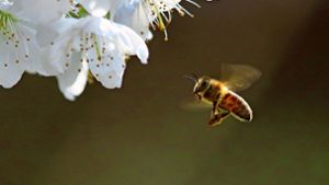 Die Bienen nutzen Pollen und Nektar für die Aufzucht ihrer Brut und für die eigene Ernährung. Foto: Michael Eick