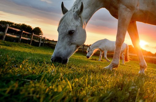 Pferde sollen jungen Menschen bei der Bewältigung ihrer Trauer helfen. Foto: dpa