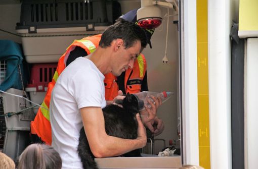 Bei einem Wohnhausbrand in Kirchheim unter Teck rettete die Feuerwehr diese Katze und versorgte sie. Foto: SDMG
