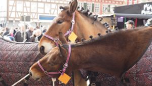 Leonberger Pferdemarkt: Hier wird noch echt mit Pferden gehandelt. Foto: Kathrin Klette