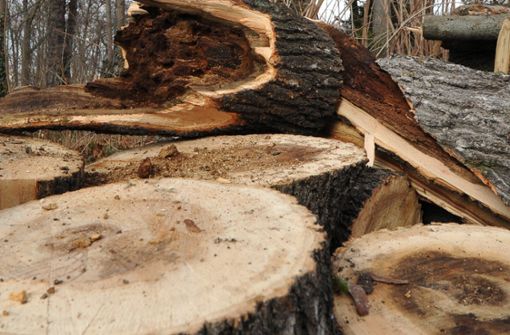 Viele Bäume sind krank und werden deshalb gefällt. Foto: dpa/JPS Foto