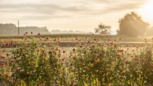 Wunderschön legt sich die spätsommerliche Sonne über Felder und Blumen in Neckartailfingen Foto: Leserfotograf emqi
